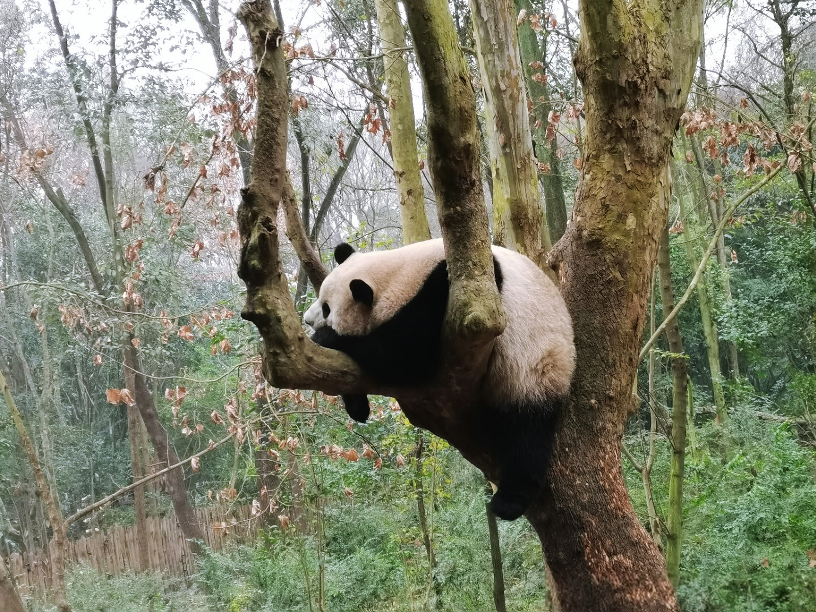 成都大熊貓繁育基地